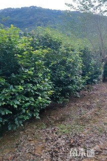 高度160厘米美人茶