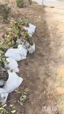 高度20厘米菊花