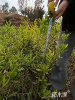 2公分台湾相思树