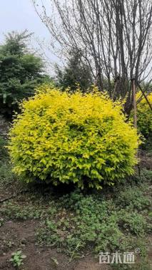 冠幅150厘米金森女贞球