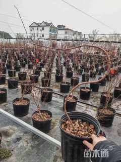 0.7公分流泉红枫