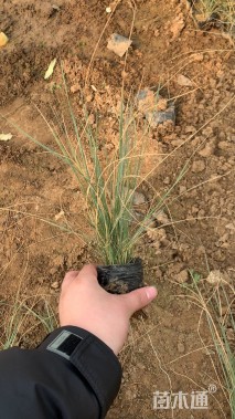 高度30厘米坡地毛冠草