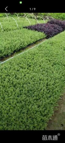 高度25厘米金边六月雪