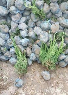 高度30厘米小龙柏