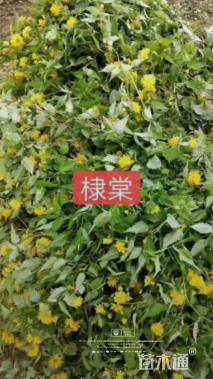 高度80厘米棣棠