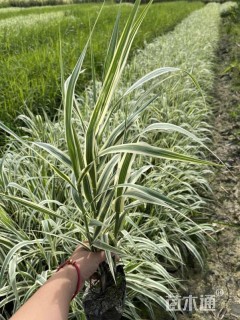 高度35厘米花叶芦竹