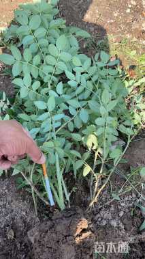 高度40厘米四季玫瑰