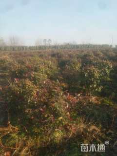 冠幅100厘米小叶女贞球