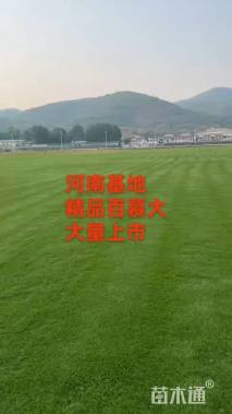 草毯状百慕大草