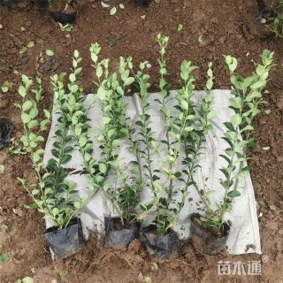 高度52厘米胶东卫矛