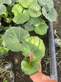 高度15厘米大吴风草