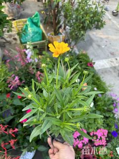 高度30厘米大花金鸡菊