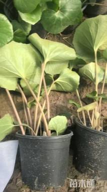 高度25厘米大吴风草