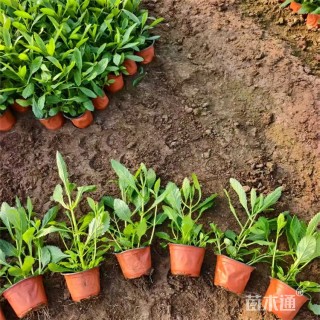 高度28厘米柳叶马鞭草