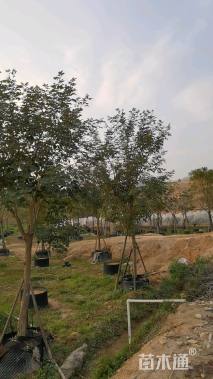 12公分粉花风铃木