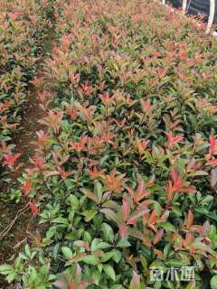 0.1公分红叶石楠