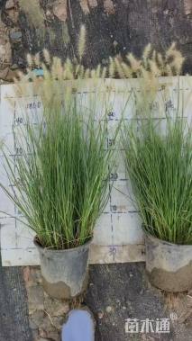 高度50厘米小兔子狼尾草