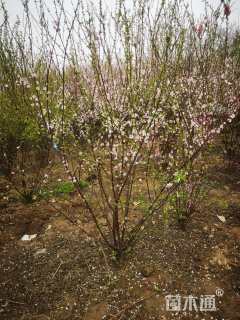 高度260厘米丛生榆叶梅