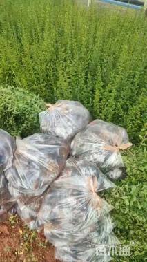 高度35厘米小叶女贞