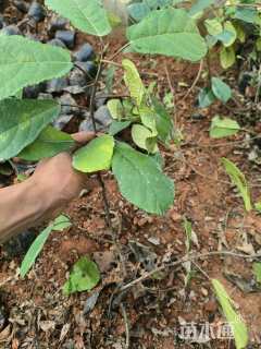 高度20厘米石榴