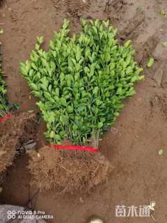 高度50厘米大叶黄杨