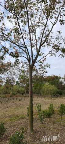 15公分栾树