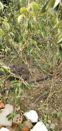 高度100厘米龙游梅