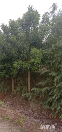 10公分大叶女贞