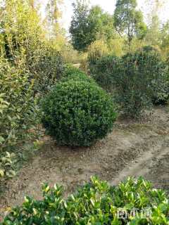 冠幅60厘米大叶黄杨球