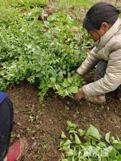 高度30厘米丁香小苗