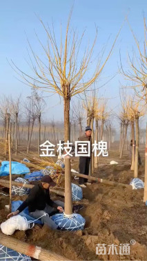 10公分黄金槐