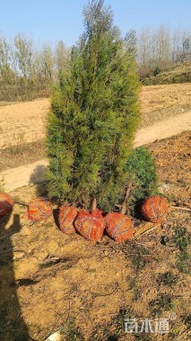 高度1.7厘米侧柏