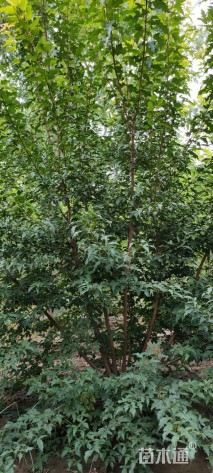 茶条槭小苗