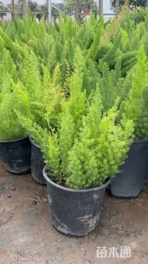 高度40厘米狐尾天门冬