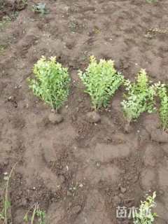 高度60厘米金叶女贞小苗