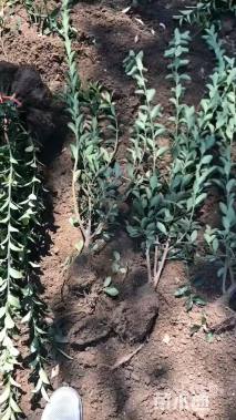 高度60厘米大叶黄杨