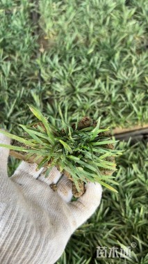 高度10厘米麦冬