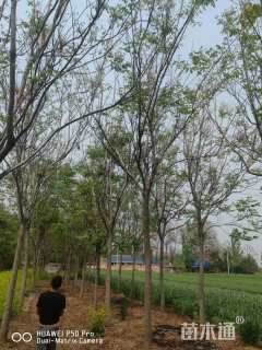 12公分黄山栾树