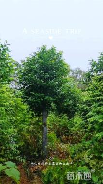 20公分深山含笑