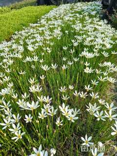 高度19厘米葱兰