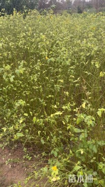 高度40厘米棣棠