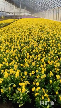 高度30厘米三色堇