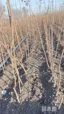 高度80厘米元宝枫小苗