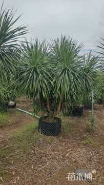 高度200厘米龙血树