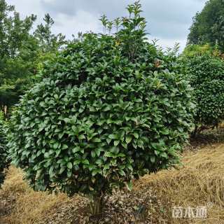 高度150厘米羽毛枫