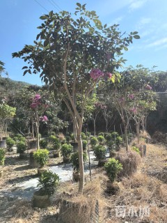 8公分紫花风铃木