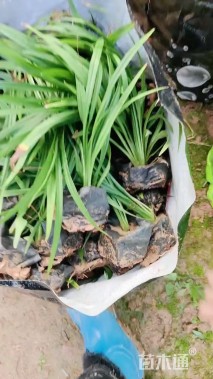 高度15厘米吉祥草