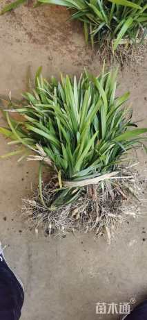 高度15厘米阔叶麦冬