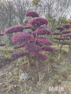 高度120厘米红花继木