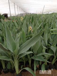 高度60厘米水生美人蕉